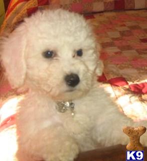 Lil Toby CKC MALE  Bichon Frise